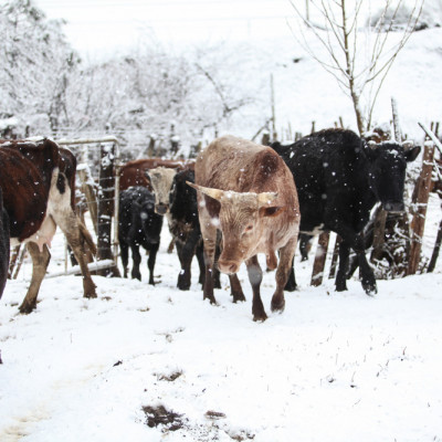 Winter Cattle Stroll
