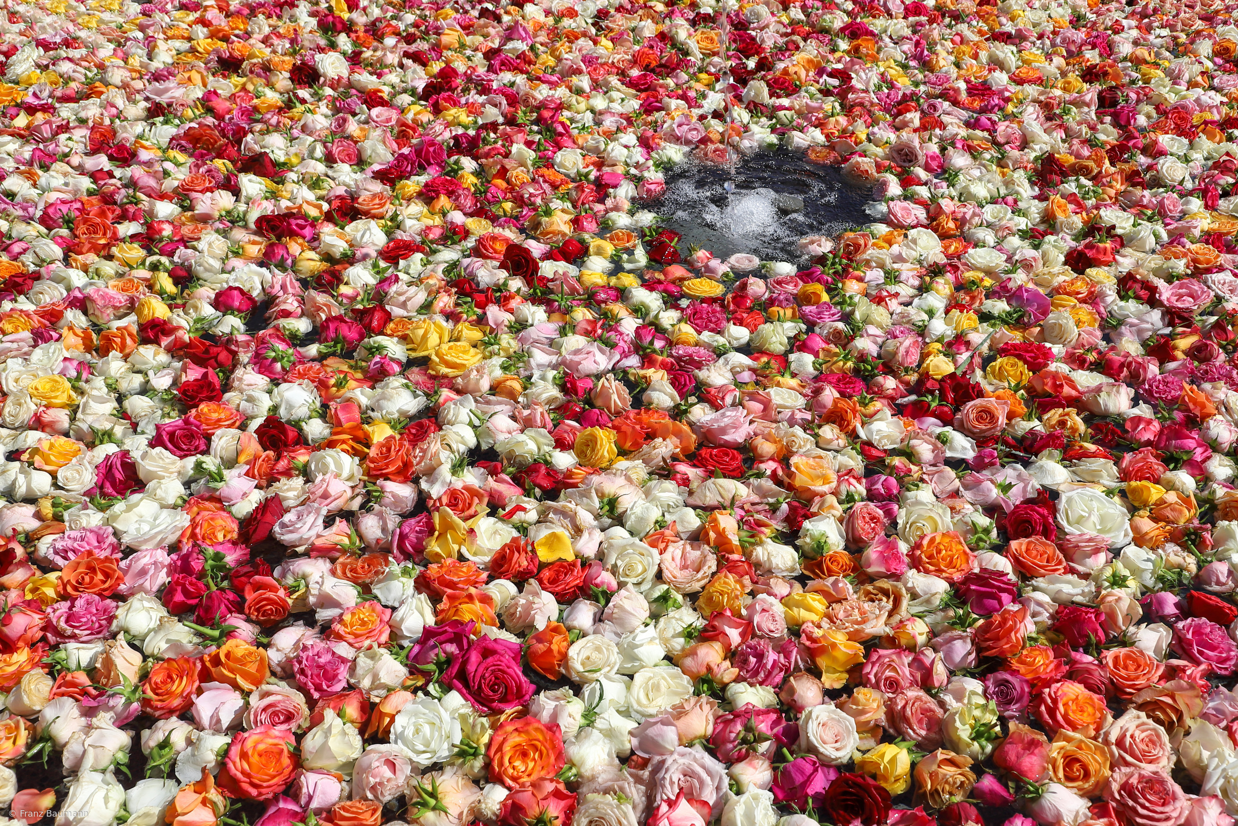 Rose Fountain