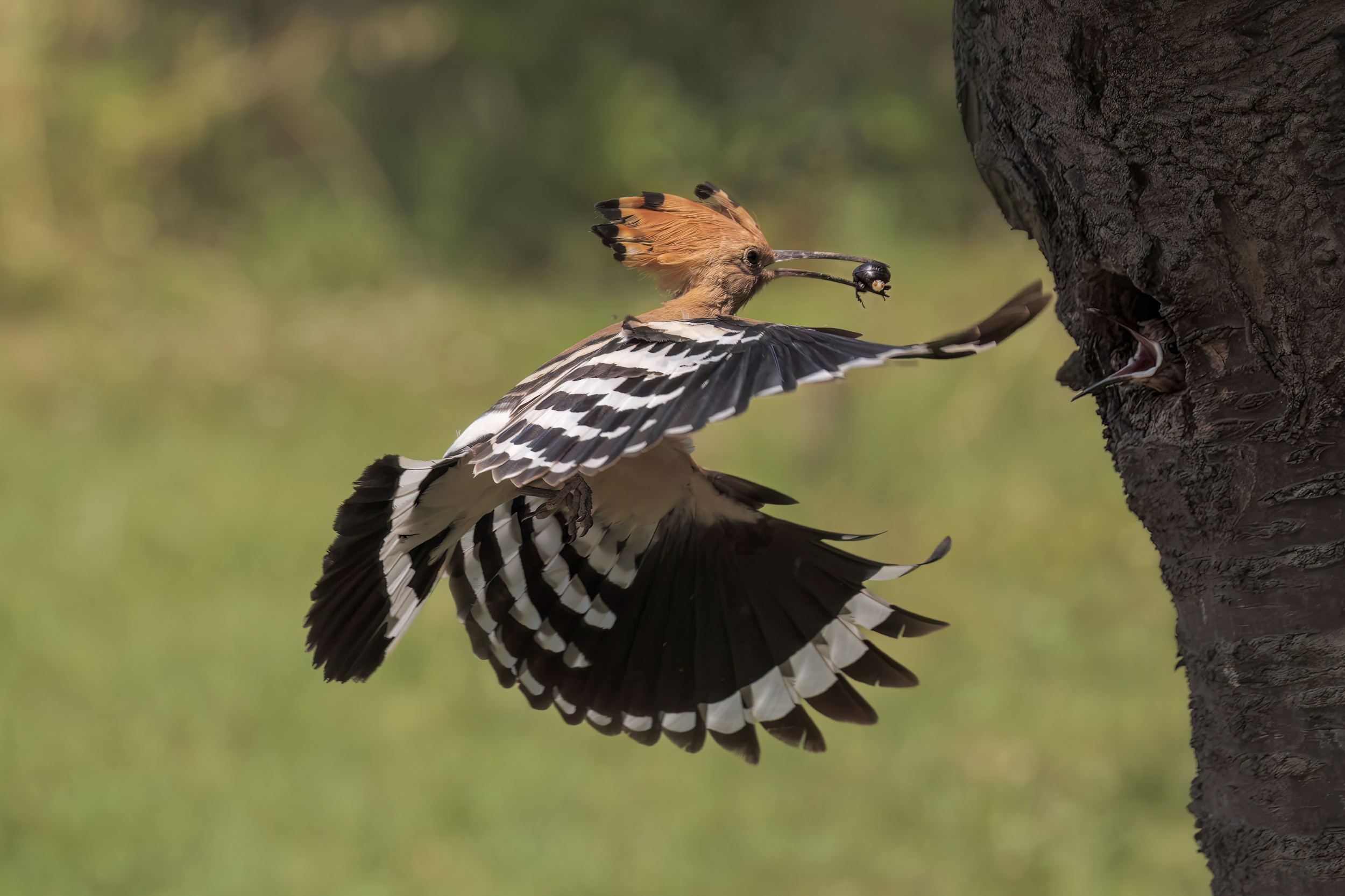 Upupa imbeccata