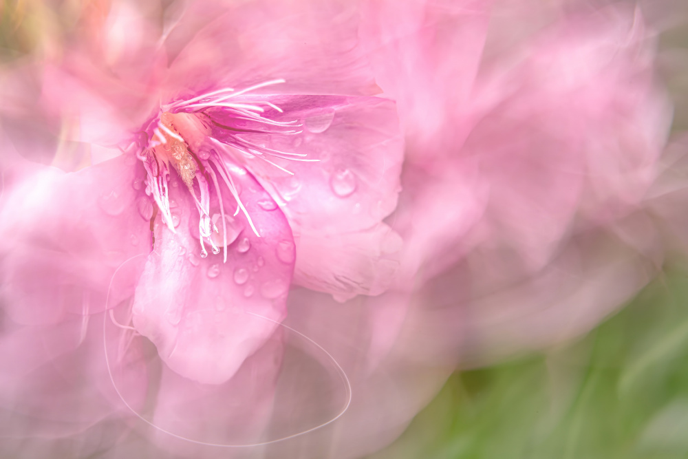 Soft Pink Bloom by Florent Dirk Thies — canvas wall art