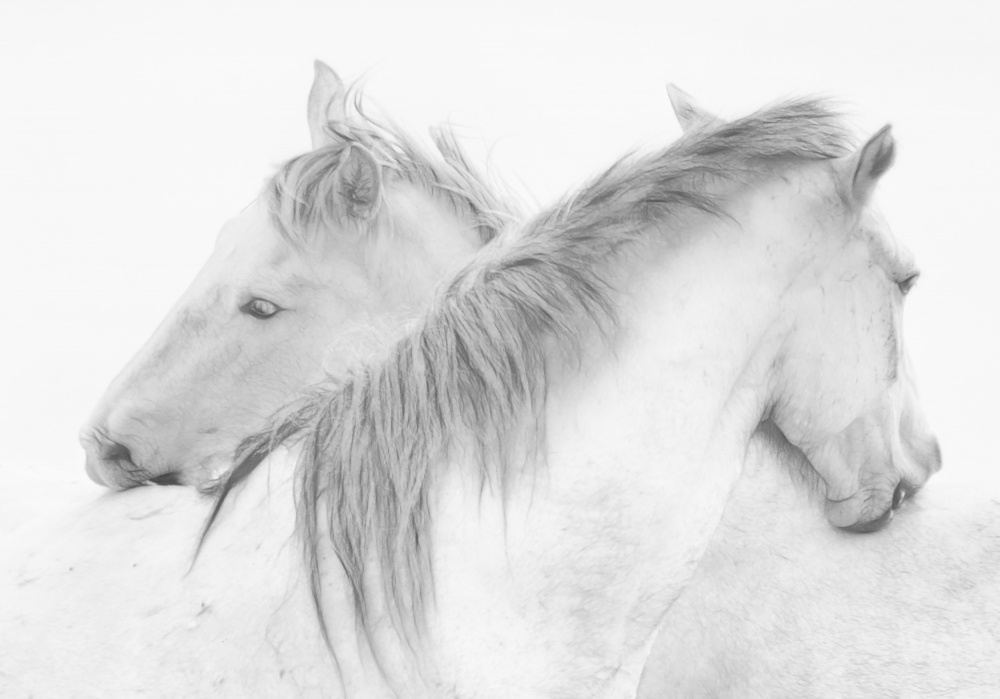 Ethereal White Horses by Marie-anne Stas — canvas wall art