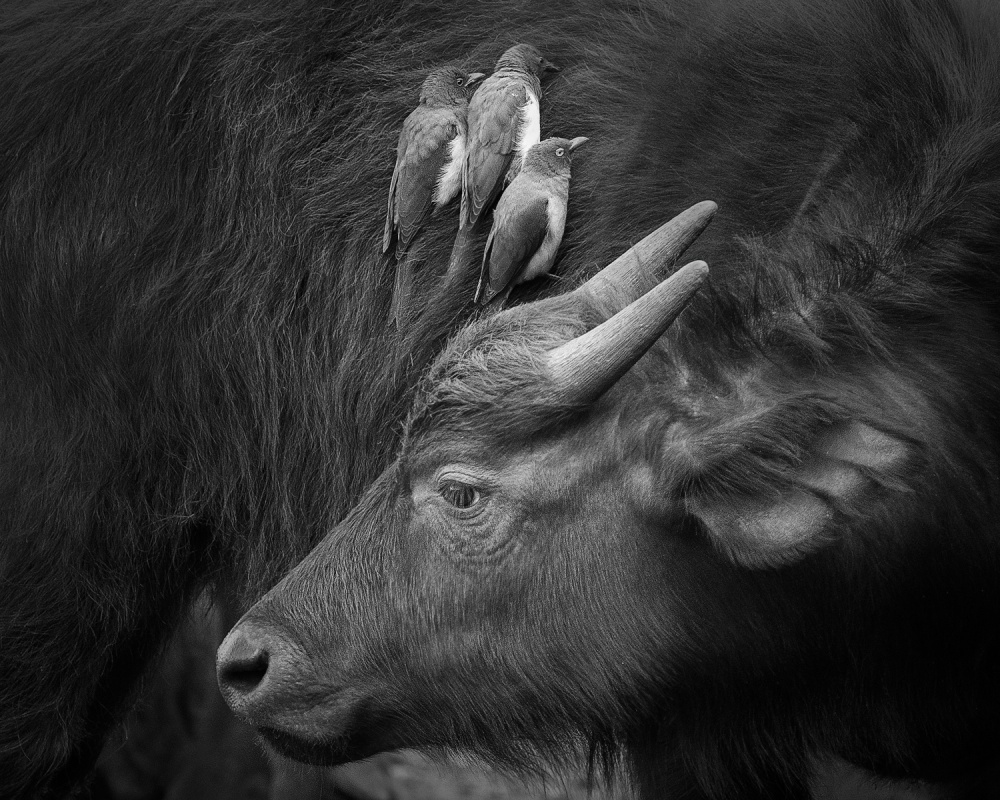 Wildlife Symbiosis by Ali Khataw — canvas wall art