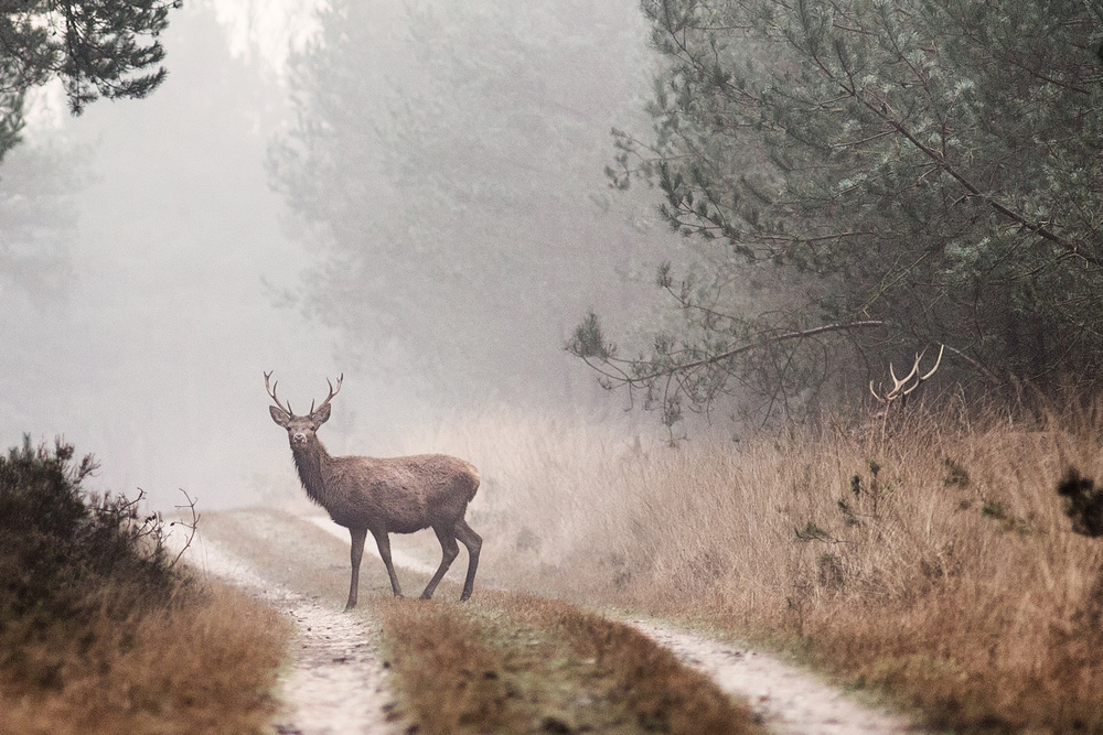 Wild Stag in Mist by Jaap van den Helm — canvas wall art