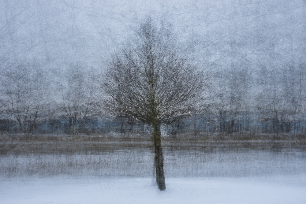 Winter Dream Tree by Arne Östlund — canvas wall art