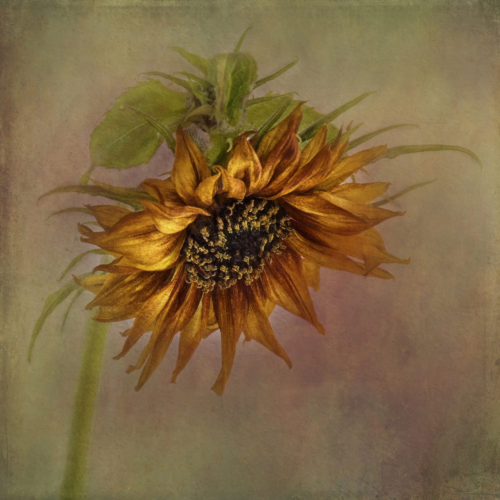 Golden Autumn Sunflower by Gaille Gray — canvas wall art