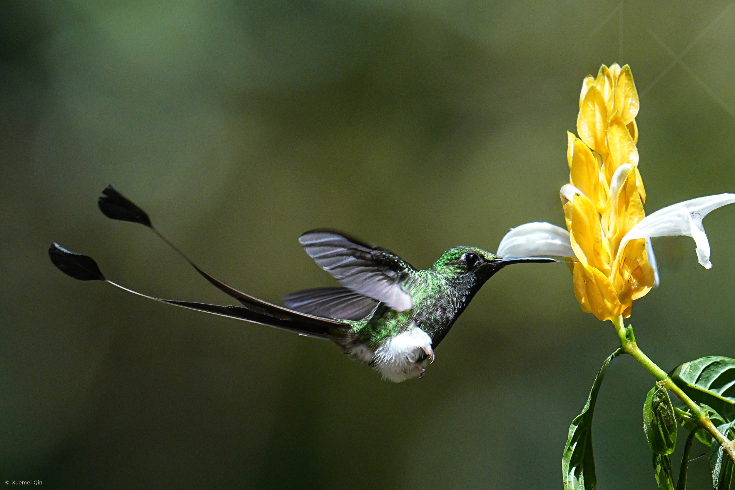 Boot Racket Tail Hummingbird Booted racket-tail hummingbird by Xuemei Qin