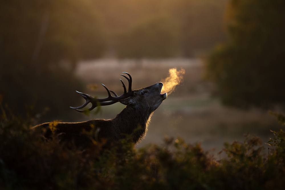 Golden Hour Stag Roar by Stuart Harling — canvas wall art