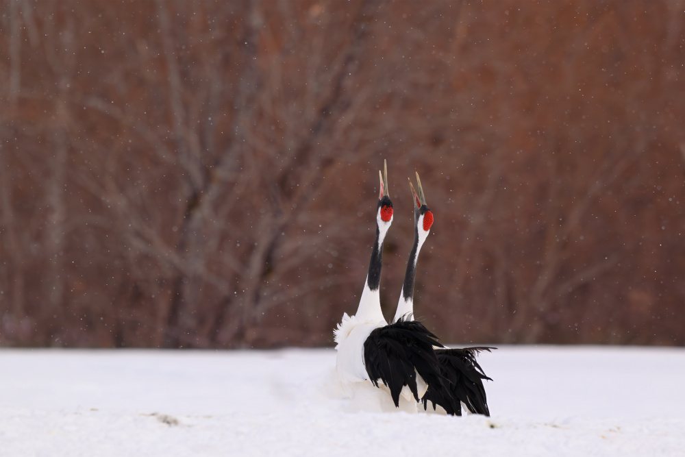 Winter Cranes Serenade by Mike He — canvas wall art