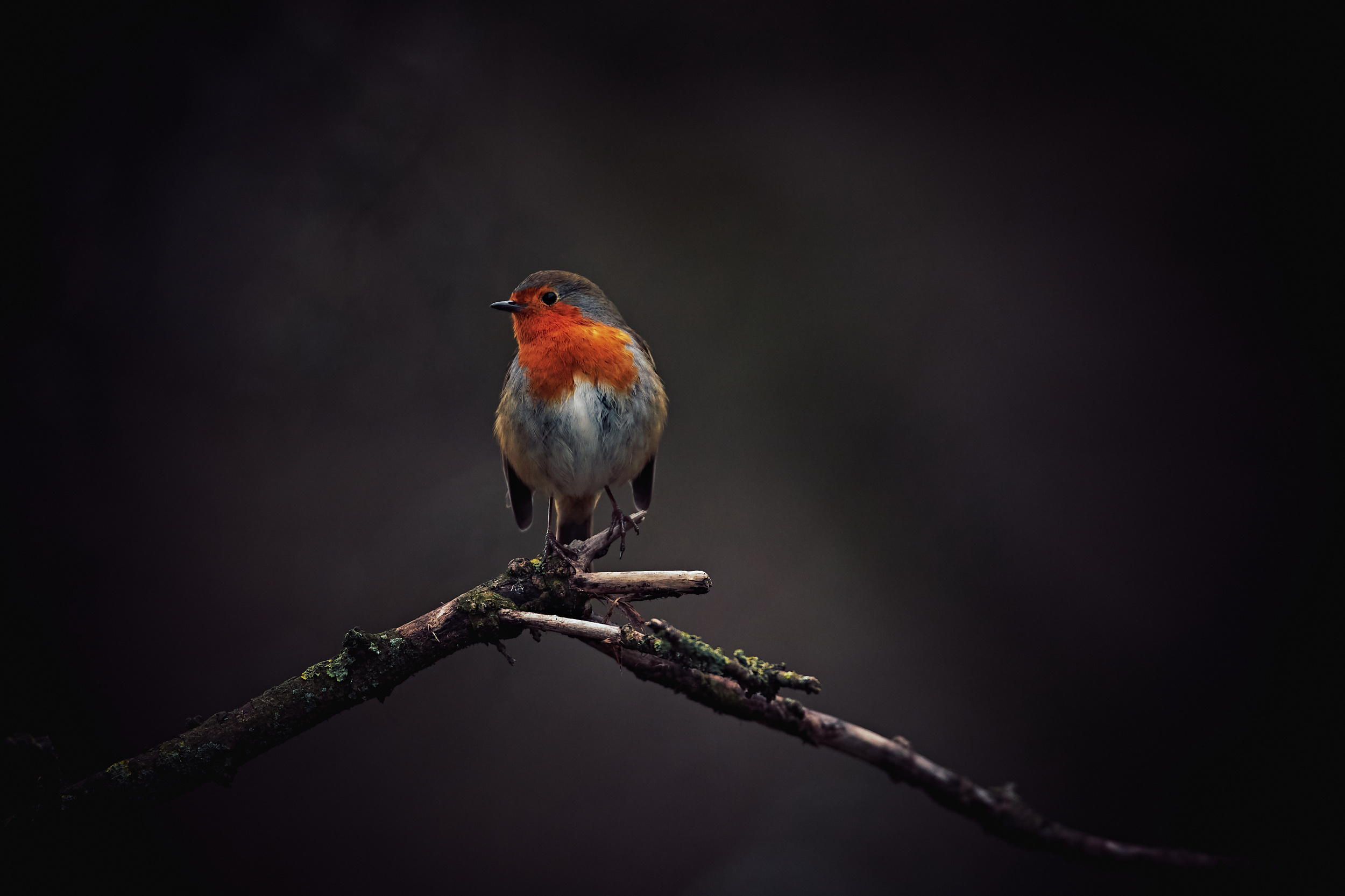 A Light in the dark.