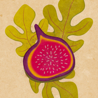 Simple fig