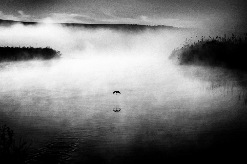 Misty Morning Bird Flight by Miki Meir Levi — canvas wall art