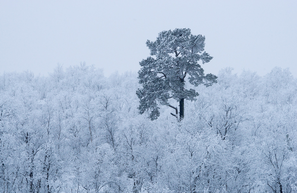Winter Pine Forest by Alexey Kharitonov — canvas wall art