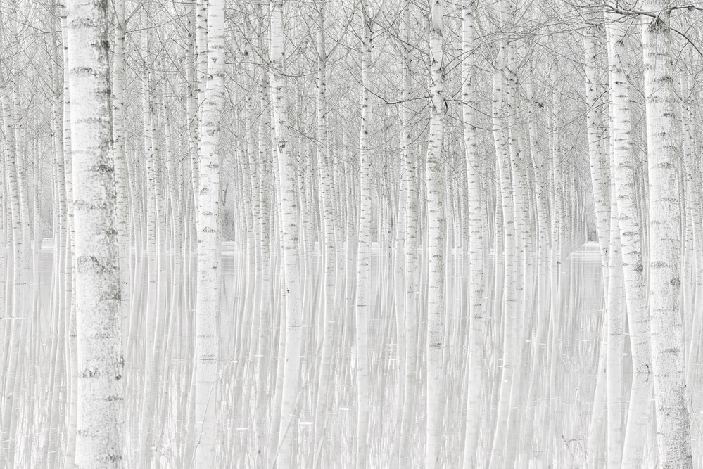 White Birch Reflections by Aglioni Simone — canvas wall art
