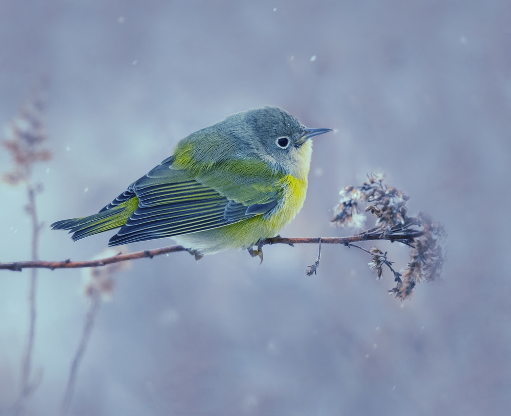 Green Bird In Snow by Yu Cheng — canvas wall art