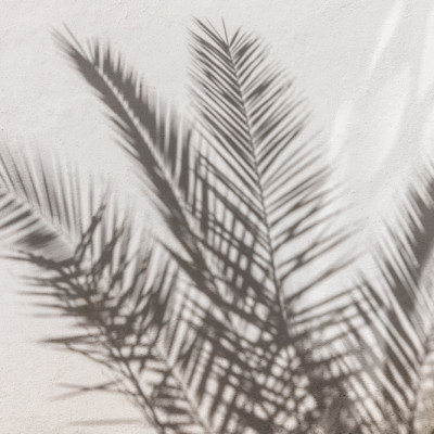 Palm Shadow Play