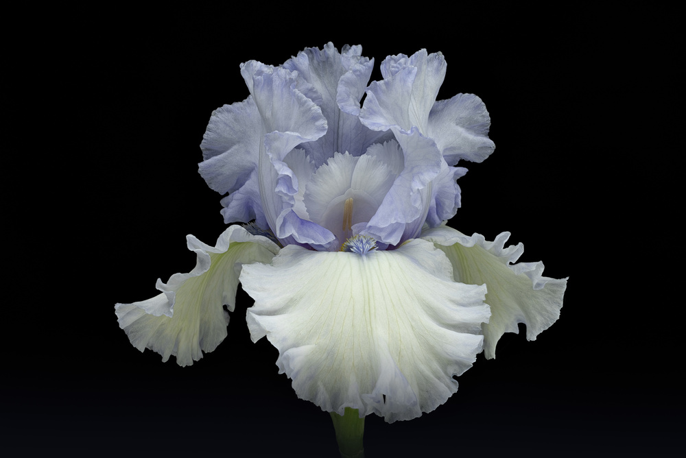 Elegant Blue Iris by Richard Urbanski — canvas wall art