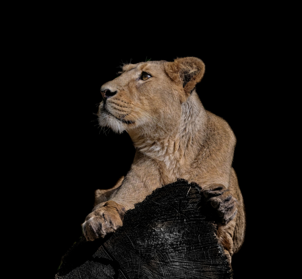 Watchful Lioness Profile by Georgios Tsikiridis — canvas wall art