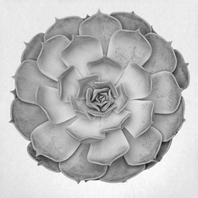 Succulent Graptoveria B&W 005