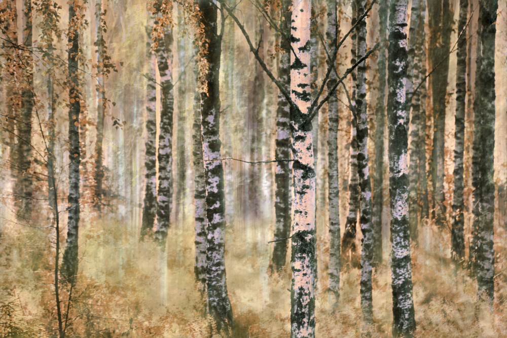 Autumn Birch Forest by Christina Sillen — canvas wall art