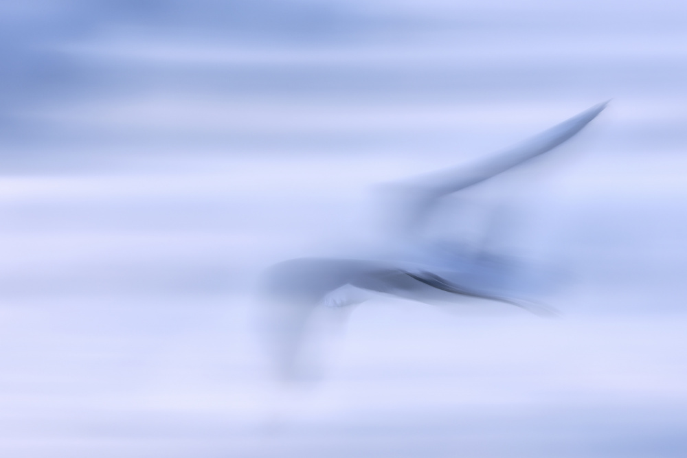 Abstract Flying Bird by Benjamine Hullot Scalvenzi — canvas wall art