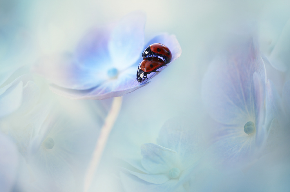 Ladybugs on Blue Hydrangea by Ellen van Deelen — canvas wall art
