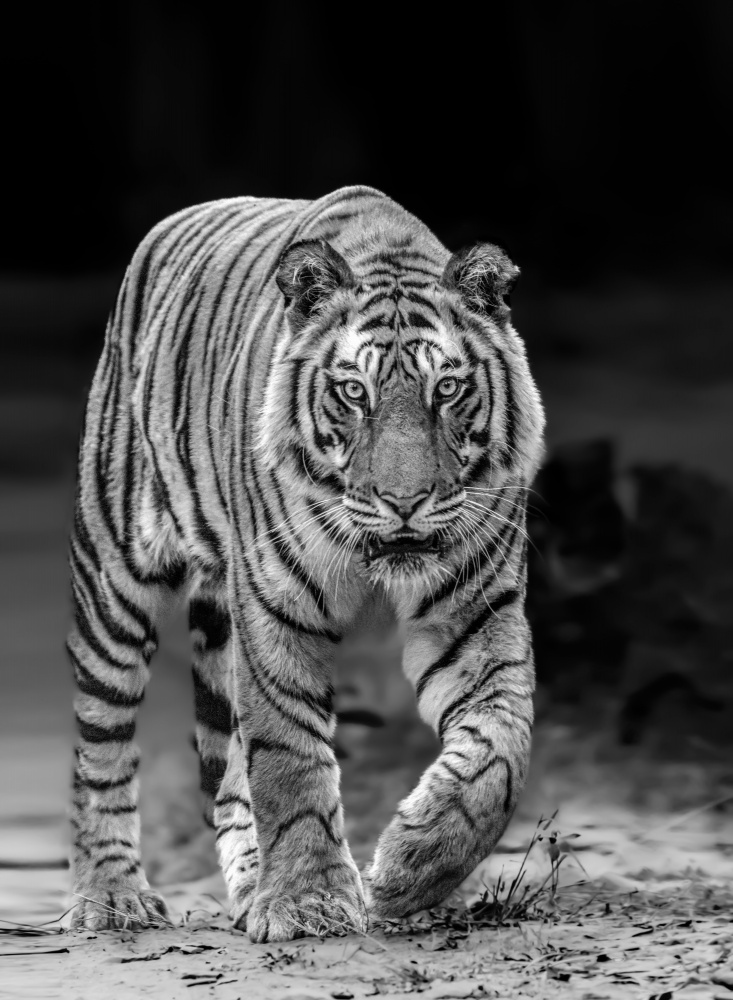Intense Tiger Gaze by Abhinav Sharma — canvas wall art