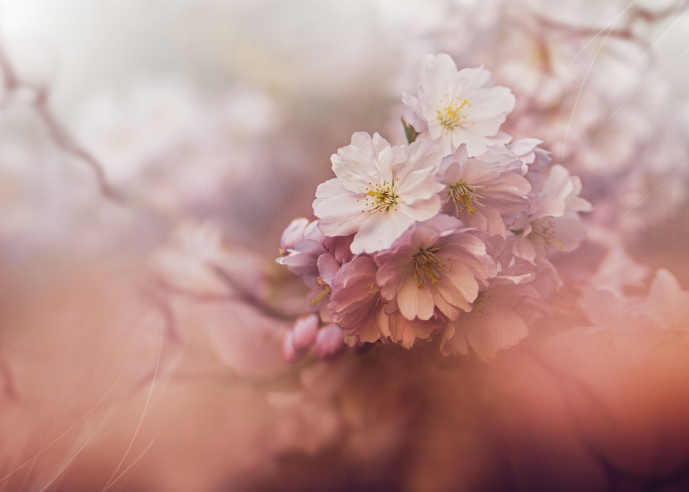 Soft Pink Blossoms by Kristina Zvinakeviciute — canvas wall art