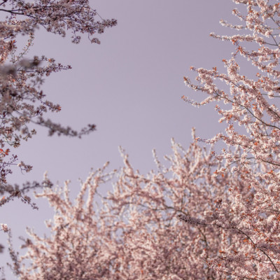 Soft Pink Blossoms
