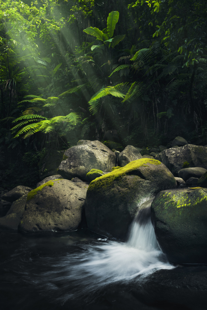 Mystic Jungle by Stefan Hefele — canvas wall art