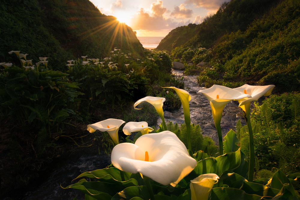 Calla Lily Coastal Sunset by Gerald Macua — canvas wall art