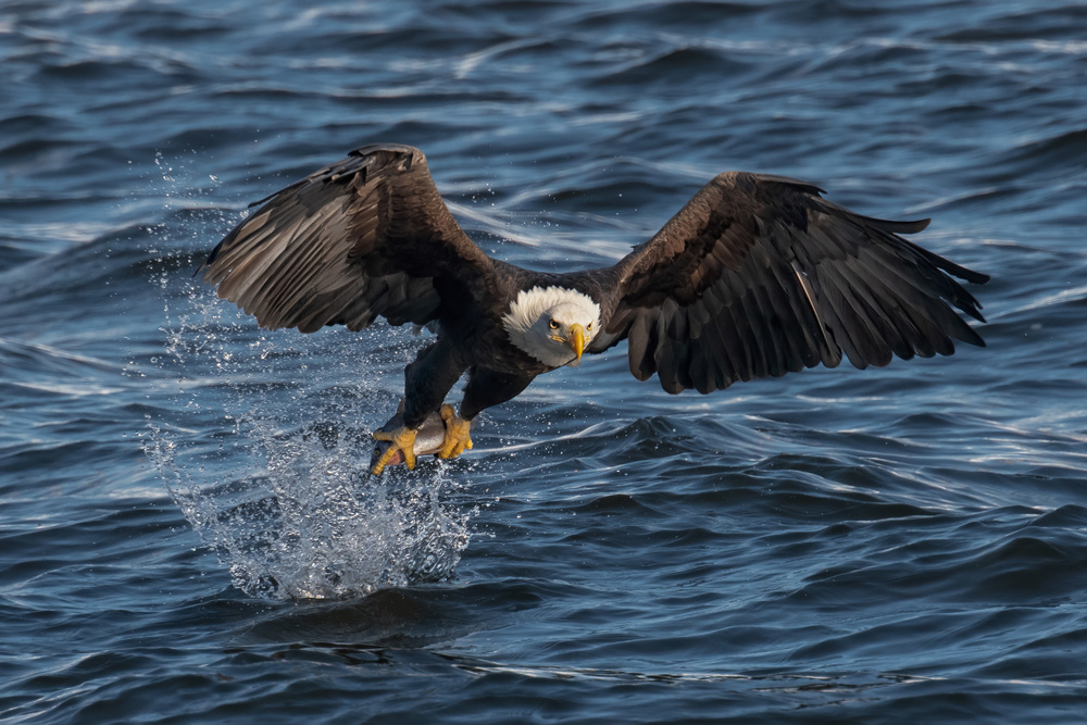 Bald Eagle Fishing Action by Leah Xu — canvas wall art