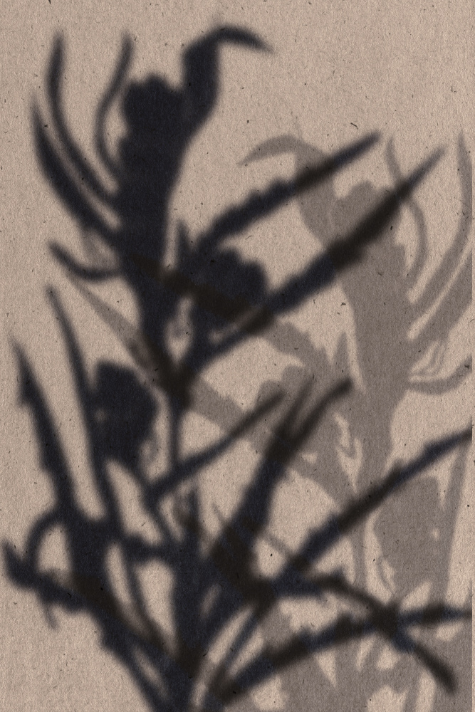Soft Plant Shadows by THE MIUUS STUDIO — canvas wall art