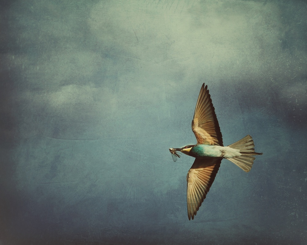 Flying Bee-eater by IB Ross Rossi — canvas wall art