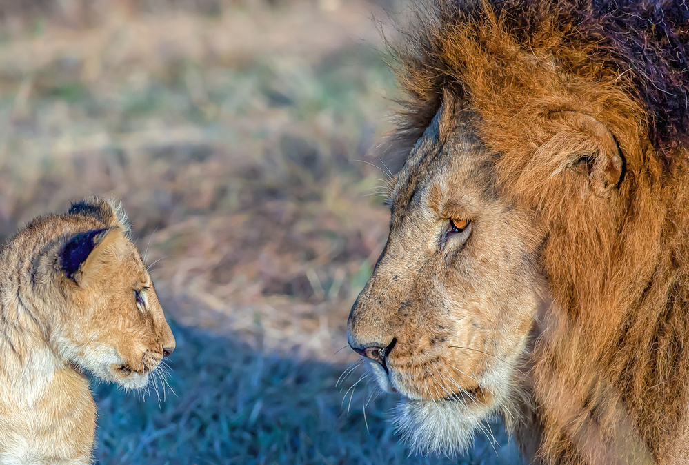 Lion And Cub Gaze by Jiti Chadha — canvas wall art