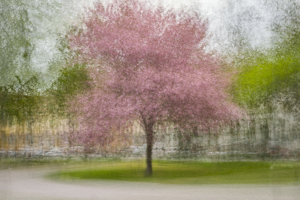 Blurred Pink Spring Tree by Arne Östlund — canvas wall art