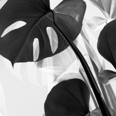 Monstera Botanical Shadows