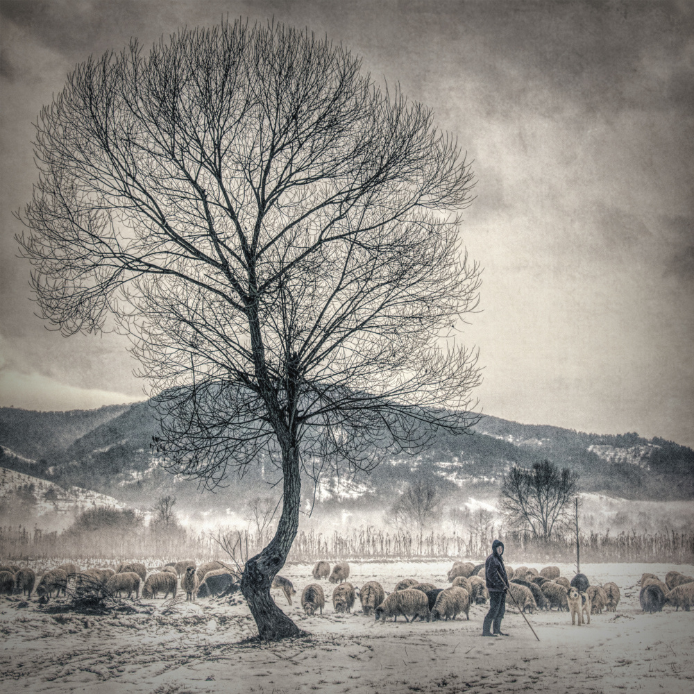 Winter Sheep and Tree by mihai ian nedelcu — canvas wall art