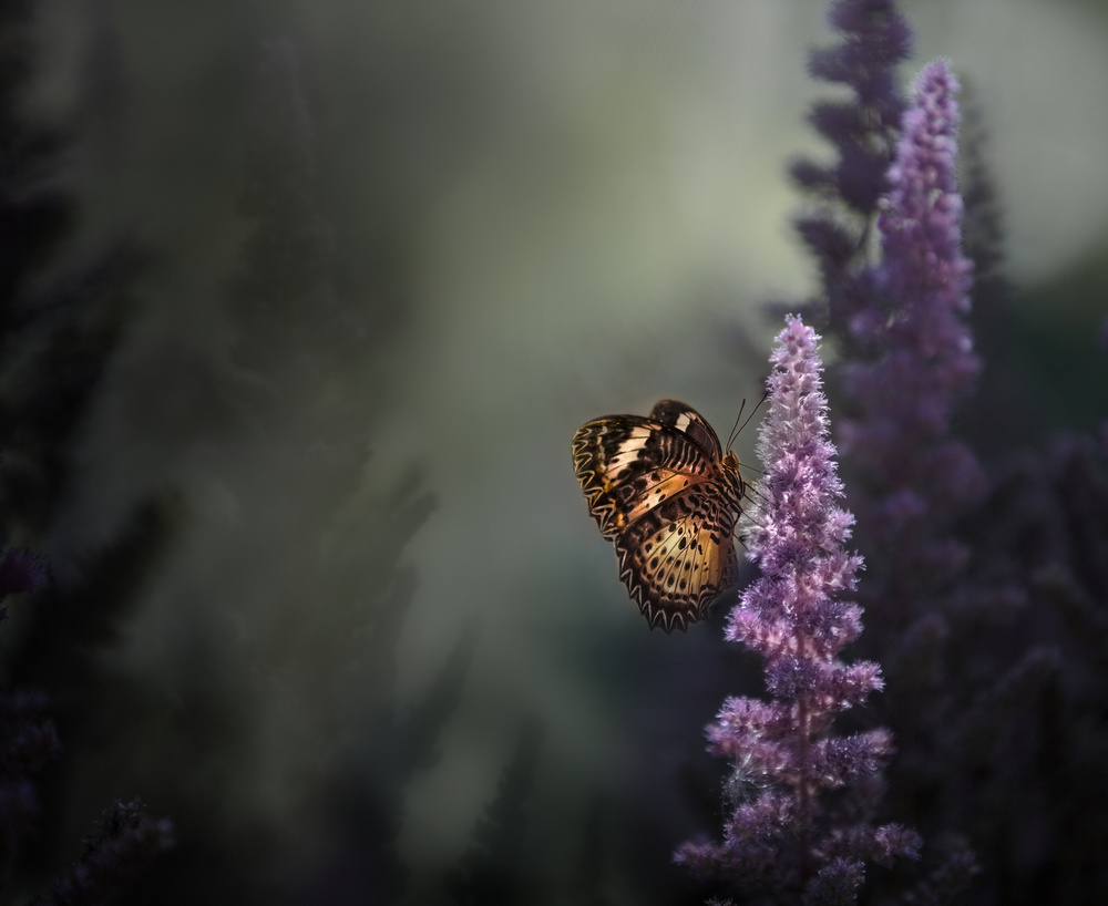 Butterfly on Lavender Bloom by Heather Bonadio — canvas wall art