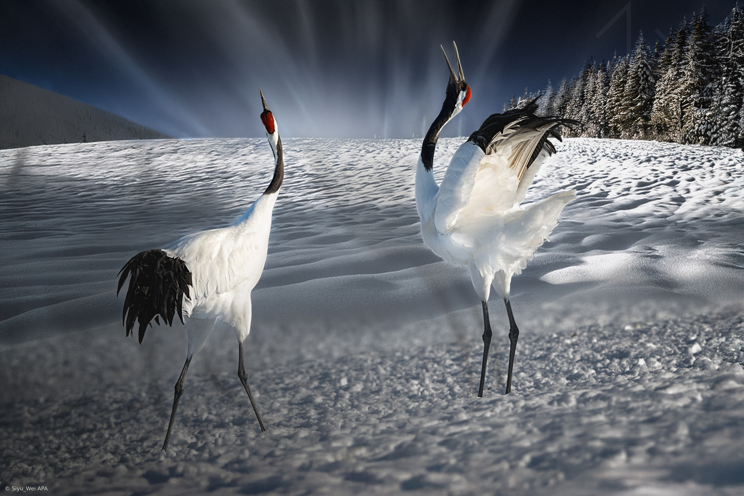 Courtship in the Snowlight